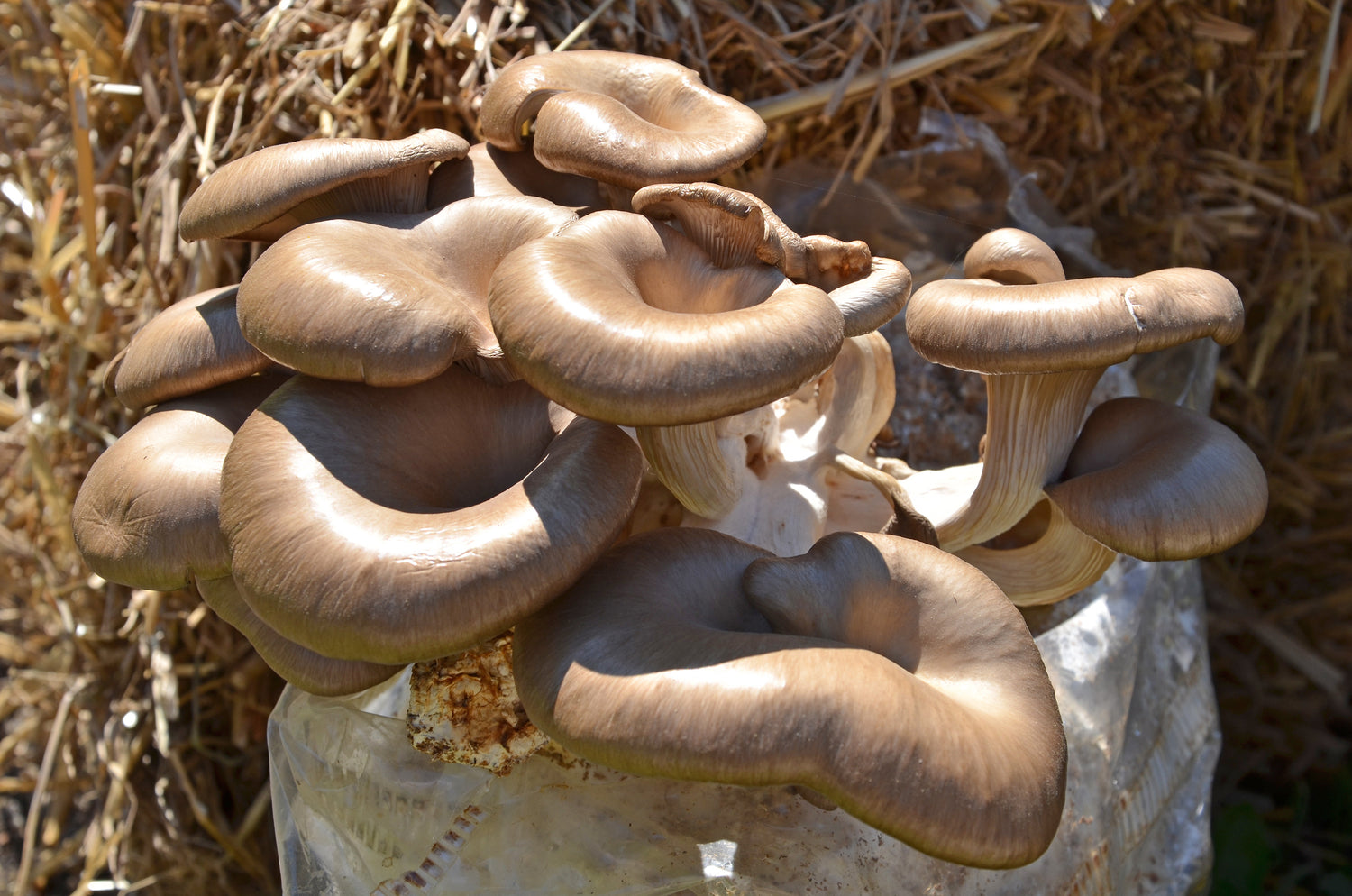 Frische Mandelpilze (Agaricus subrufescens) wachsen in einer Traube, braune, glatte Hüte im Sonnenlicht, Detailaufnahme der Pilzstruktur