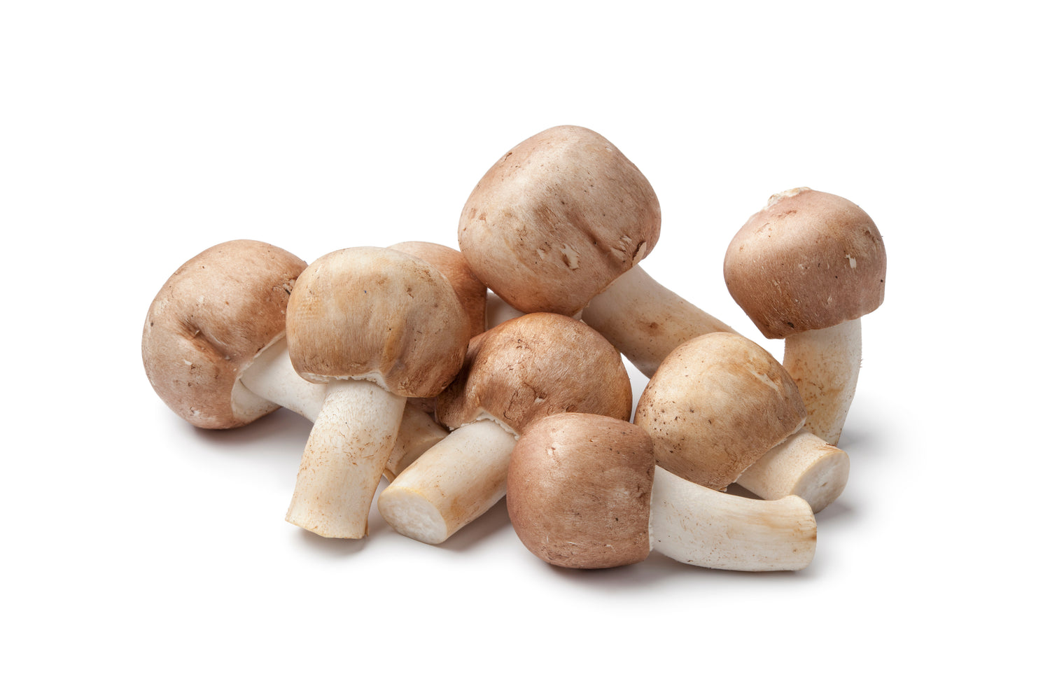 Frischer Mandelpilz (Agaricus blazei) auf weißem Hintergrund – aromatischer Speisepilz und Vitalpilz für gesunde Ernährung