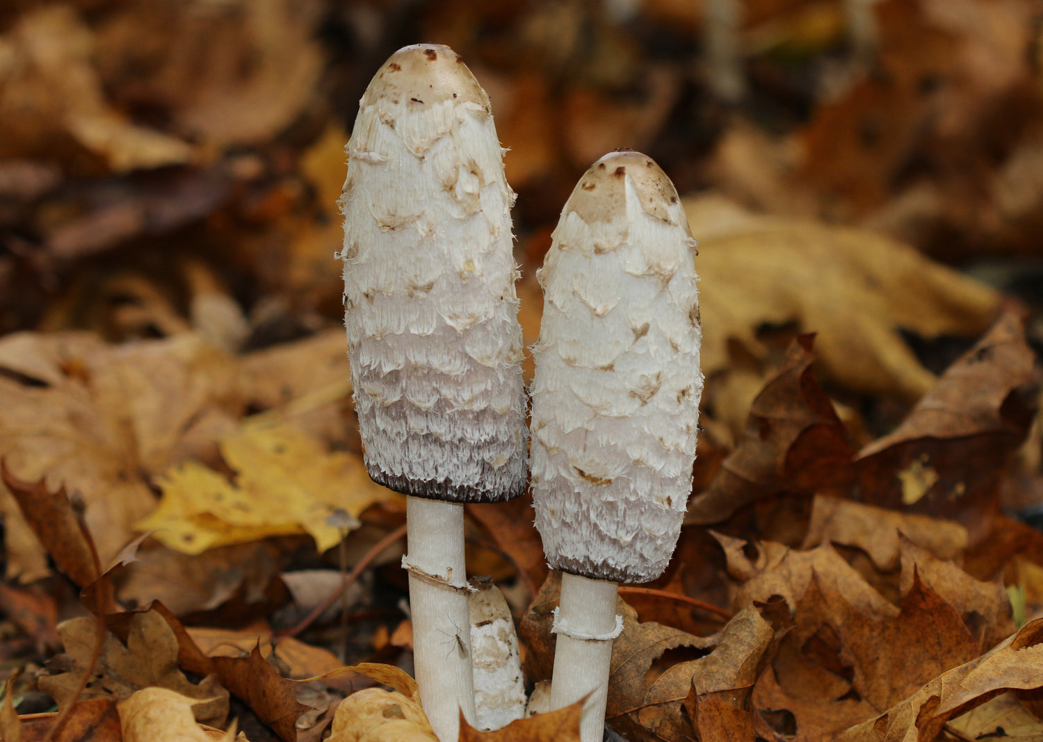 Zwei Schopftintlinge (Coprinus comatus) mit weißen, schuppigen Hüten wachsen aus Laub am Waldboden, herbstliche Naturaufnahme in Nahansicht