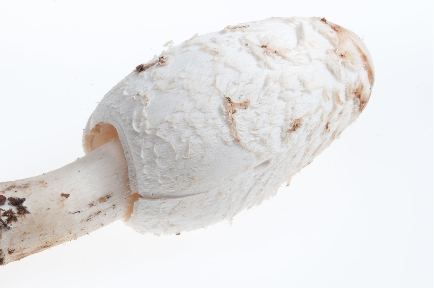 Schopftintling (Coprinus comatus) auf weißem Hintergrund – junger essbarer Tintling Pilz aus der Natur, bekannt aus Küche und Naturheilkunde