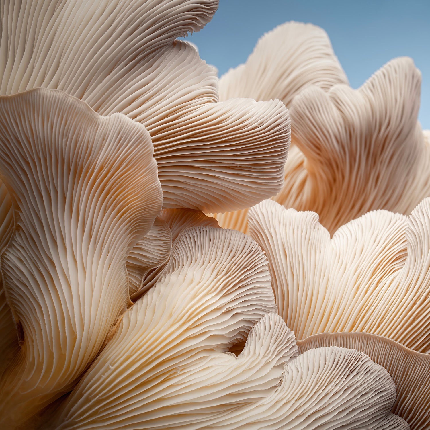 Austernpilz (Pleurotus ostreatus) Nahaufnahme mit feinen Lamellen – frischer Speisepilz und Vitalpilz aus nachhaltiger Pilzzucht