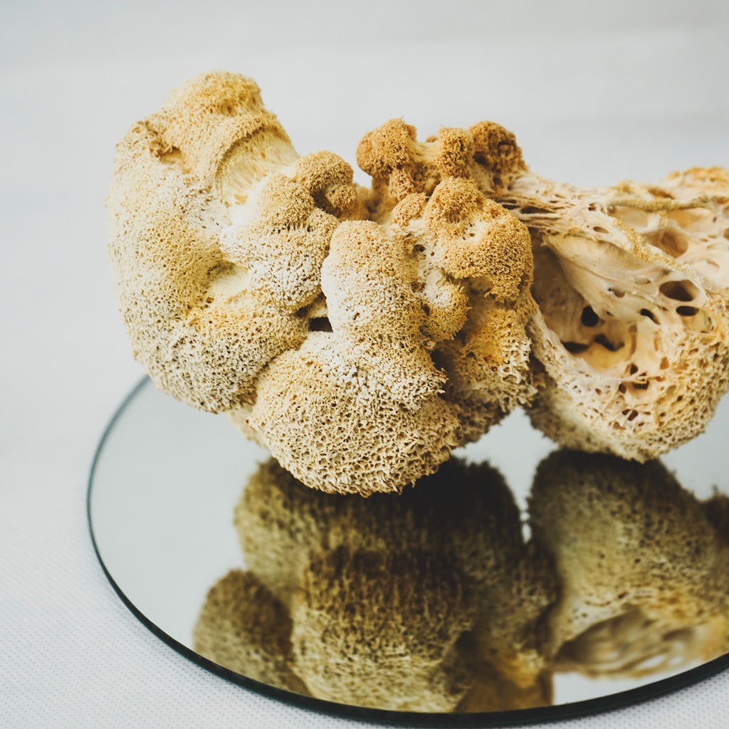 Igelstachelbart-Pilz (Hericium erinaceus) in natürlicher Form, auf einem runden Spiegel liegend, Detailaufnahme der Struktur und Reflexion