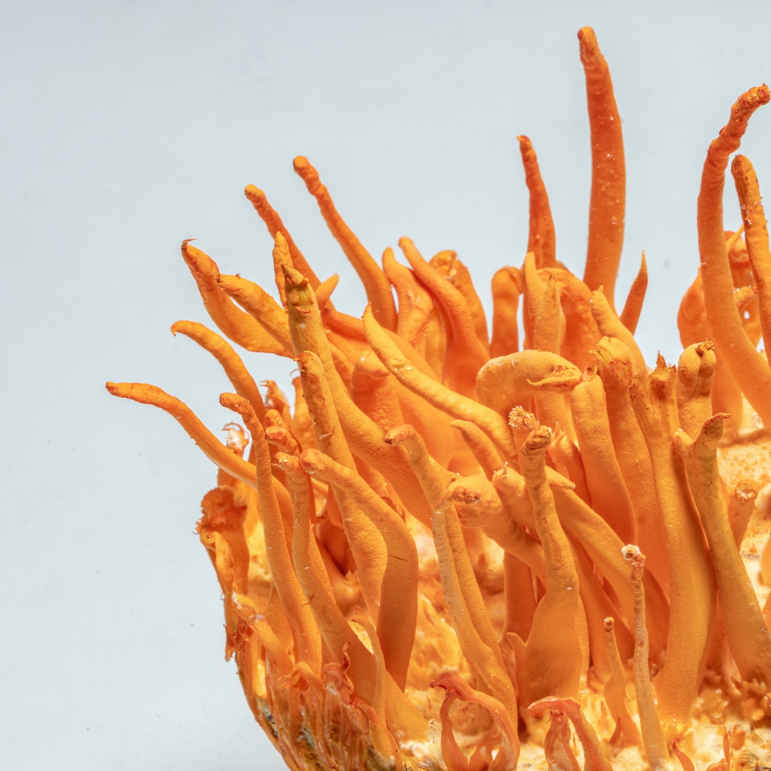 Cordyceps Vitalpilz (Cordyceps militaris) in Nahaufnahme, leuchtend orange Fruchtkörper, Detailansicht auf hellem Hintergrund