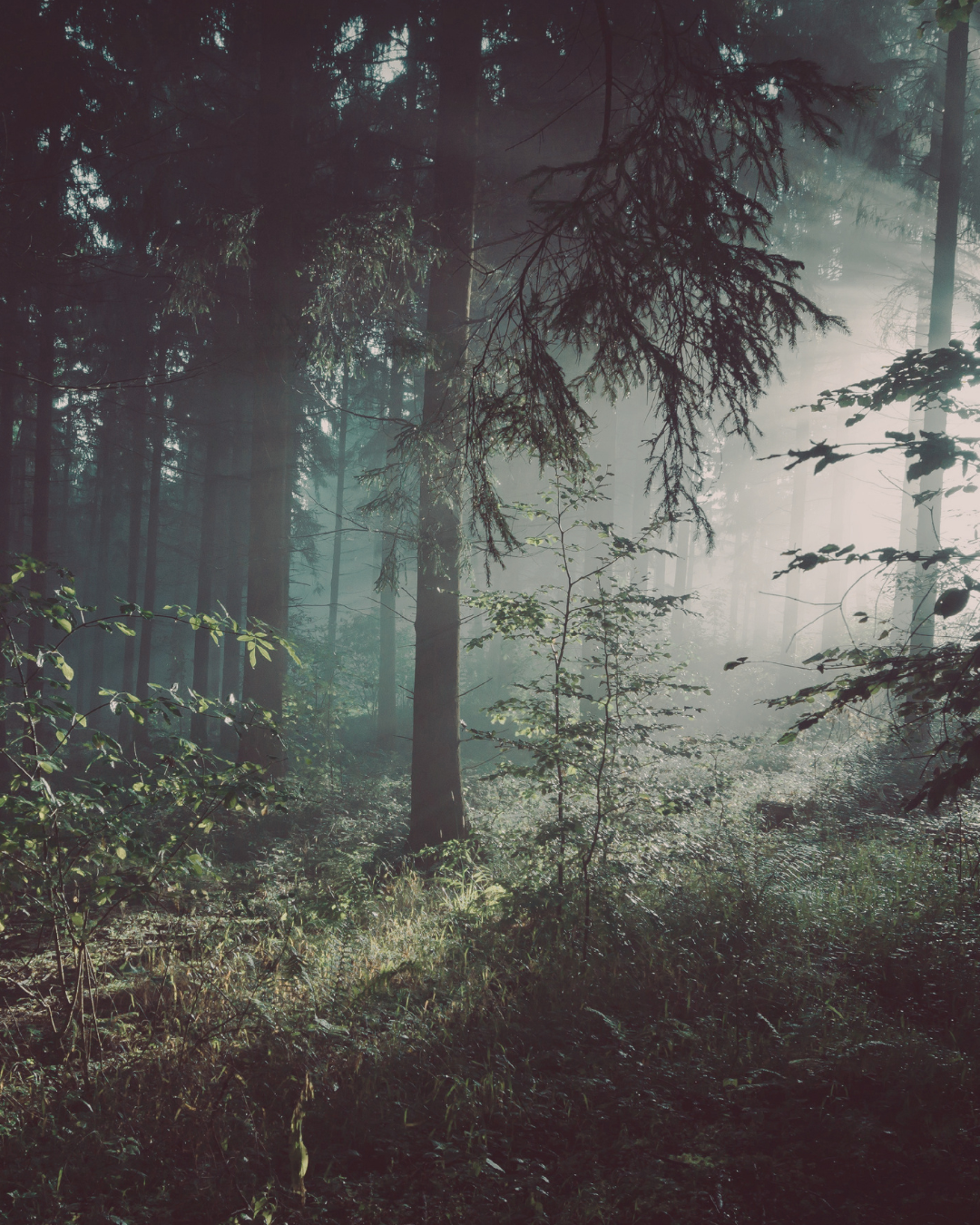Mystischer Wald mit Sonnenlicht im Nebel – Symbolbild für introspektive Forschung mit 4-PrO-MET