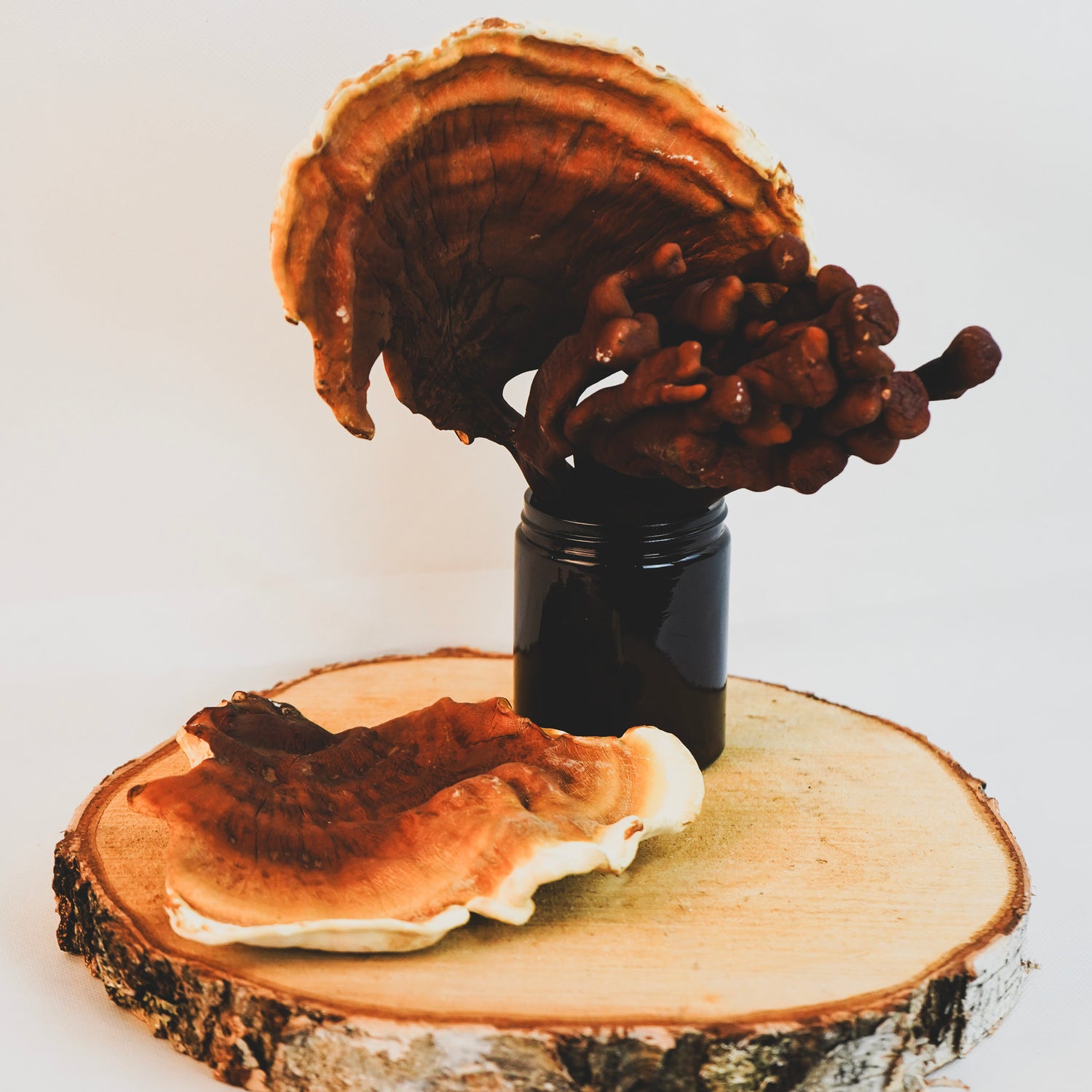 Reishi Pilz (Ganoderma lucidum) auf Holzscheibe mit Glasflasche – traditioneller Vitalpilz aus der Naturheilkunde und TCM