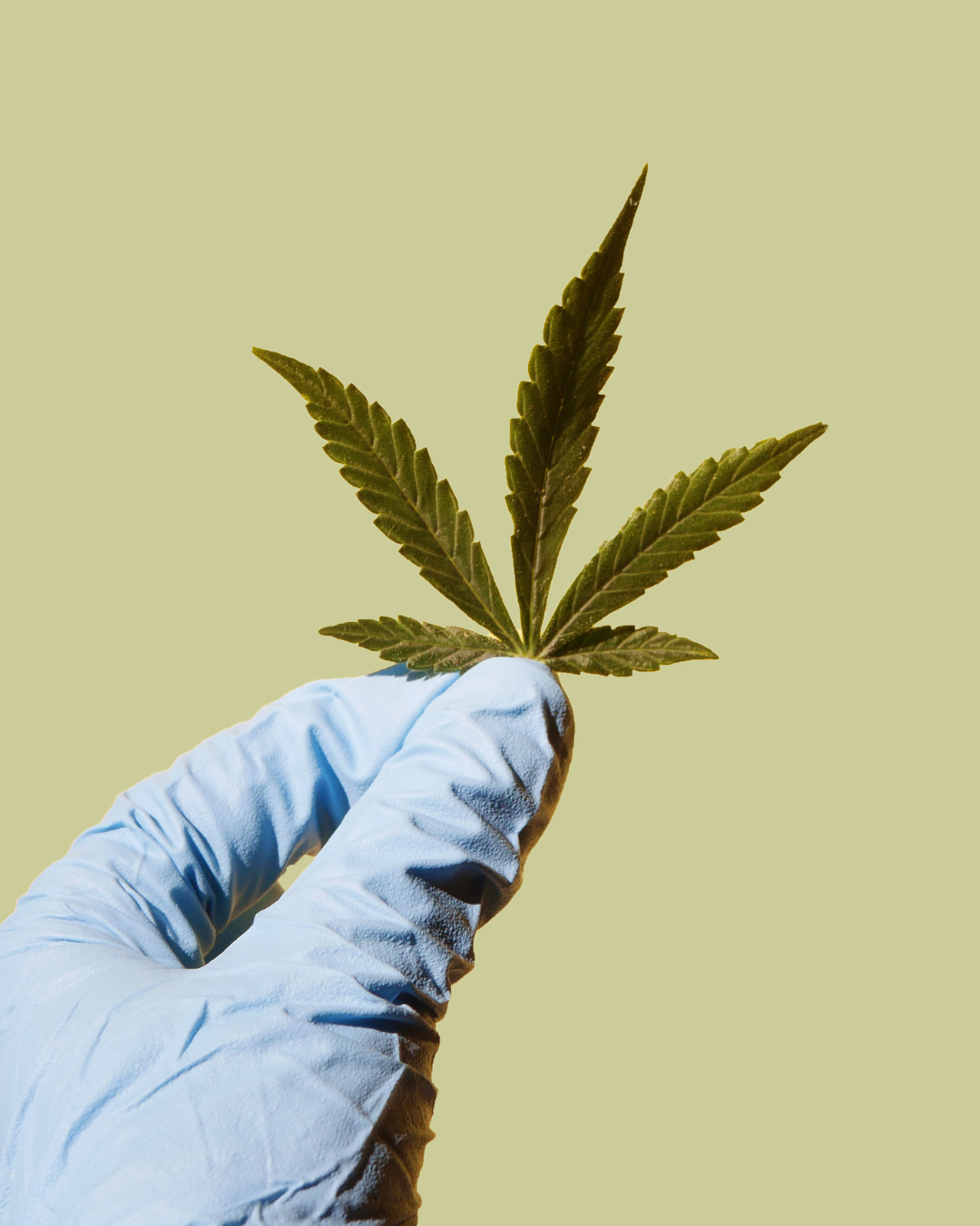 Hanfblatt wird mit Handschuh gehalten – Analyse der Cannabispflanze für CBD und Cannabinoid Forschung