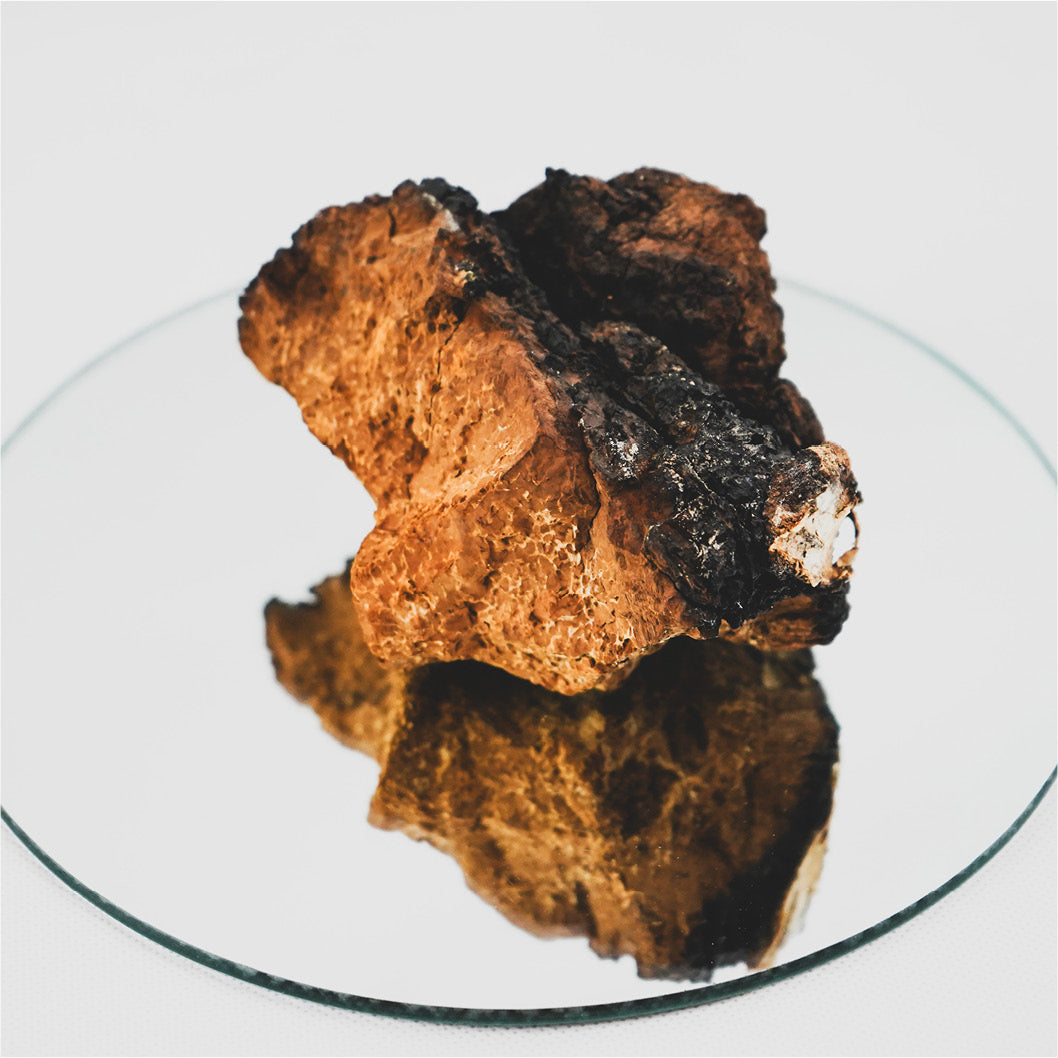 Chaga-Pilz (Inonotus obliquus) in natürlicher Form, braun-schwarzes Pilzstück auf Spiegel reflektiert, Detailaufnahme auf weißem Hintergrund