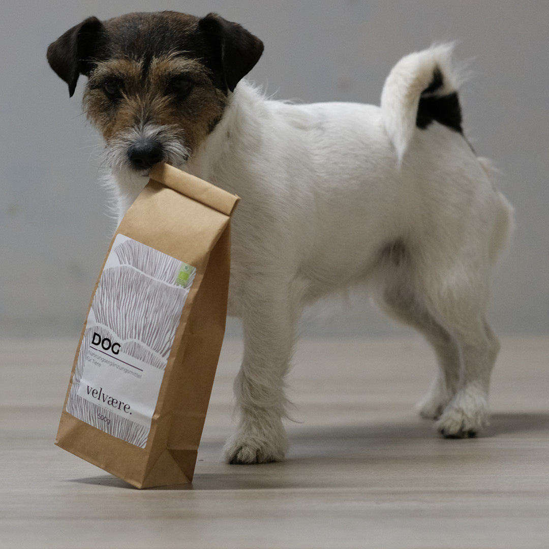 Hund mit Velvaere Vitalpilz Animal Pulver. Natürliches Ergänzungsfuttermittel mit Packung Vitalpilzen und Leinsamen für Hunde und Haustiere – ohne künstliche Zusatzstoffe.